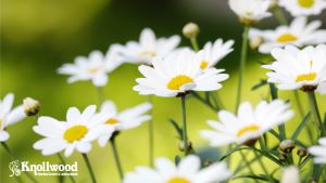 Summer Gardening Survival Guide for Zone 6: Keep Your Plants Thriving in the Heat